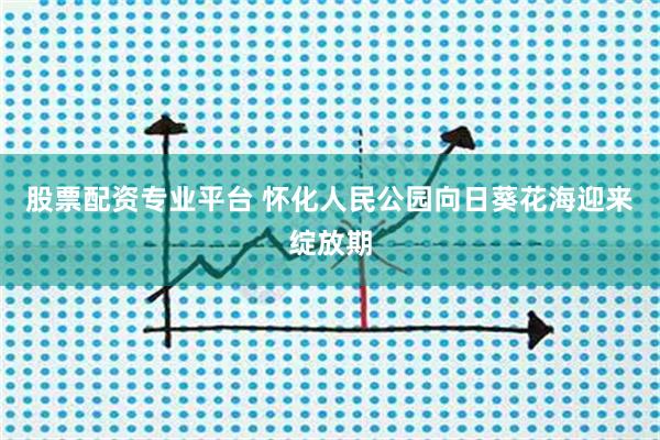股票配资专业平台 怀化人民公园向日葵花海迎来绽放期